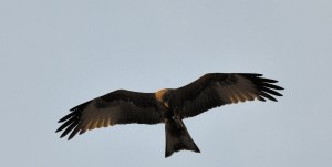 Eagle over head