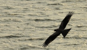 Eagle over water